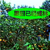 园区果树