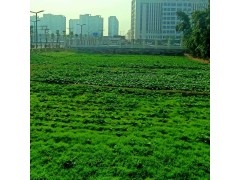 休闲庄蔬菜采摘