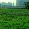 休闲庄蔬菜采摘